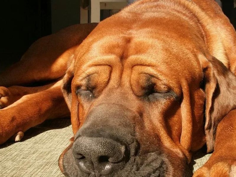 Sarah Philips-Jones sent in her 'lazy as hell' loving pup Barney that they couldn't do without.