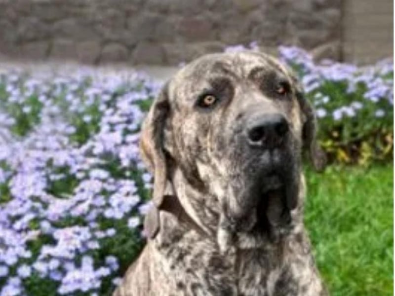 Daisy May sent in her perfect pooch Max who kept her and her fianc sane during lockdown.