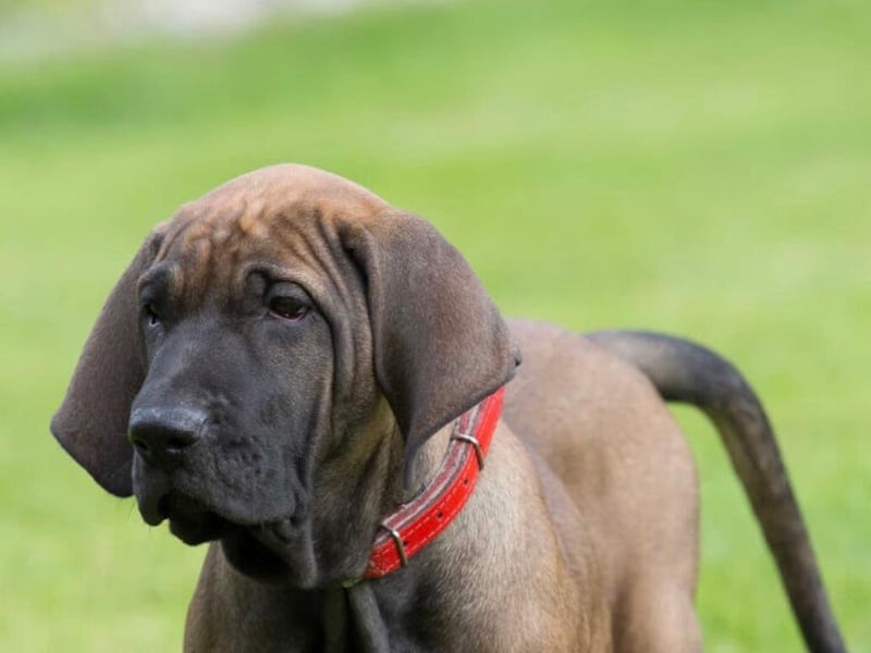 Cute floppy-eared pup Rocco was sent in by Jon Lees who is their well-loved family pet.