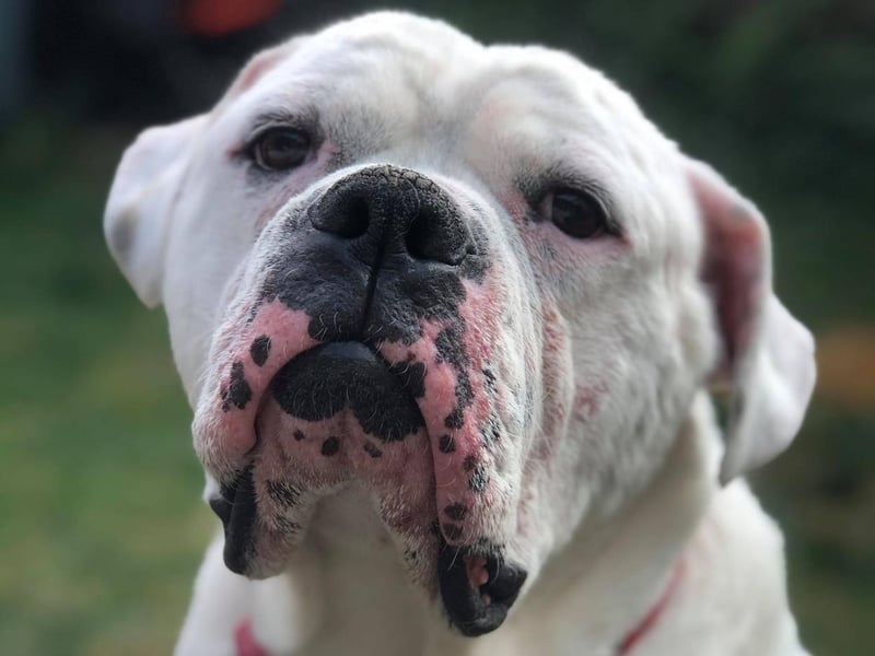 American bulldog Bruno was sent in by his loving mum Lauren Mulcahy