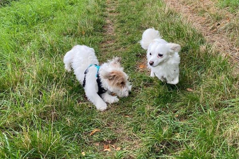 Having a good old chin (and tail) wag, best friends Freddie and Poppy owned by Jo Bryant and Jackie Gray.