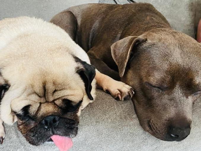 Stacy Townsend posted this photo to our Shoreham Herald Facebook page with the message: 'Frank and Lilly'