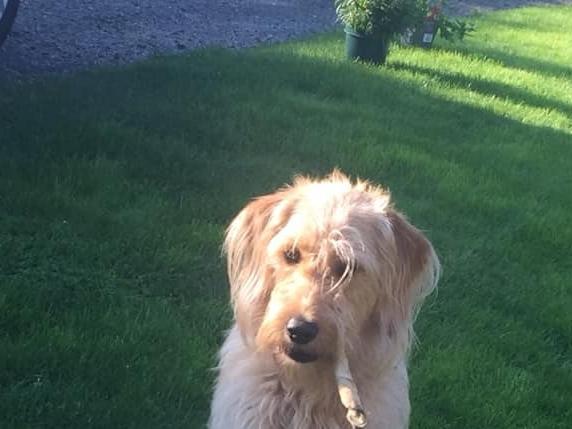 Karen Williams posted this photo to our Shoreham Herald page with the message: 'Bella'