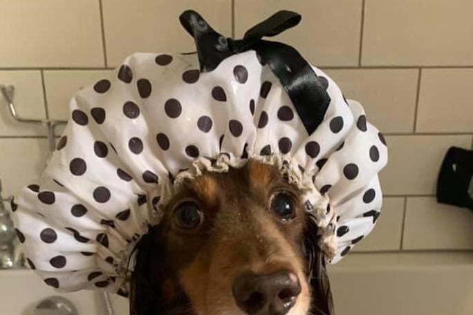 Maxine Pears posted this photo to our Littlehampton Gazette FB page with the message: 'Jeffrey of Littlehampton getting his hair did just in case he gets in the newspaper'