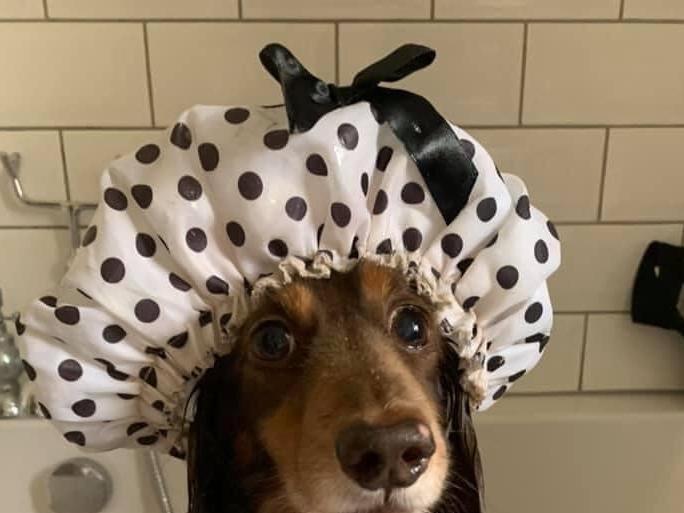 Maxine Pears posted this photo to our Littlehampton Gazette FB page with the message: 'Jeffrey of Littlehampton getting his hair did just in case he gets in the newspaper'