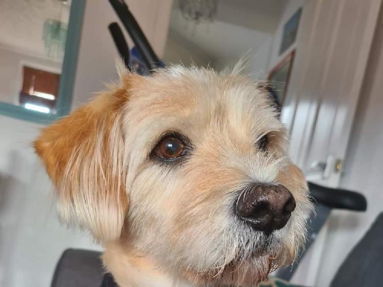 Jasmine Rose posted this photo to our Shoreham Herald page with the message: 'My lovely old man Alfie'