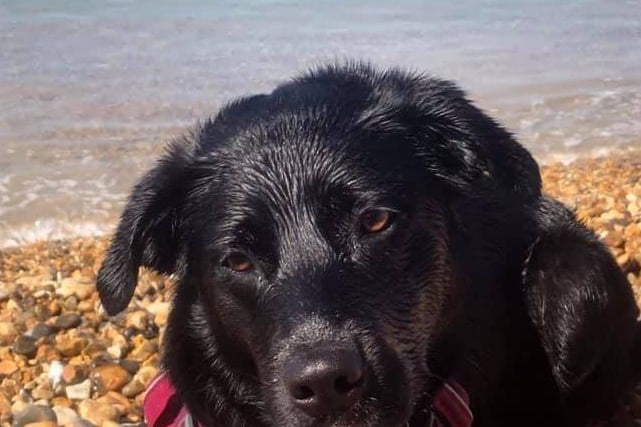Debbie Minter posted this photo to our Shoreham Herald page with the messge: 'Water dog.'