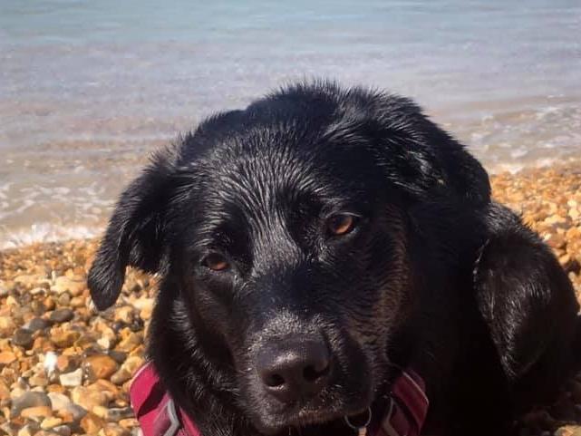 Debbie Minter posted this photo to our Shoreham Herald page with the messge: 'Water dog.'