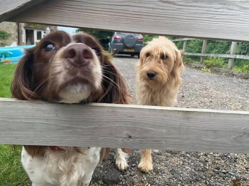 Karen Williams posted this photo to our Shoreham Herald page with the message: 'Maddy.'