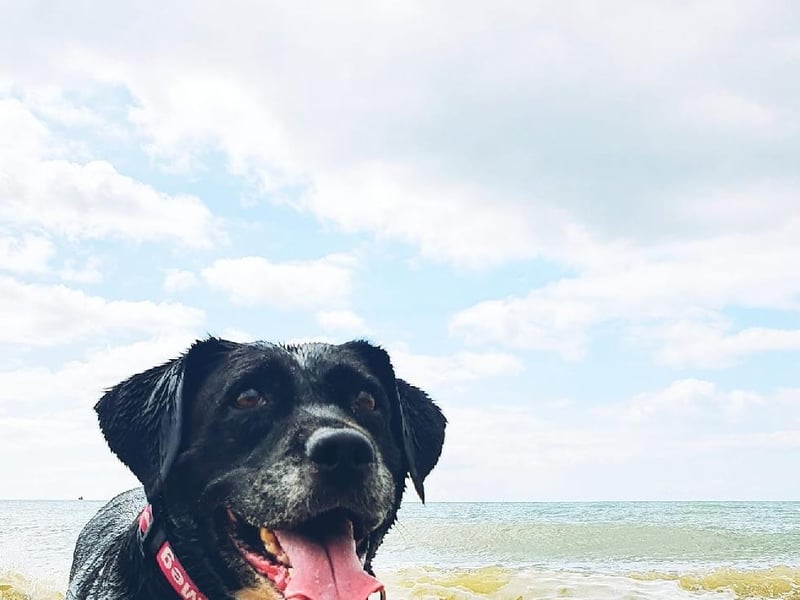 Princess Jess posted this photo to our Littlehampton Gazette page with the message: 'Meggie moo nearly 10 down Littlehampton beach.'