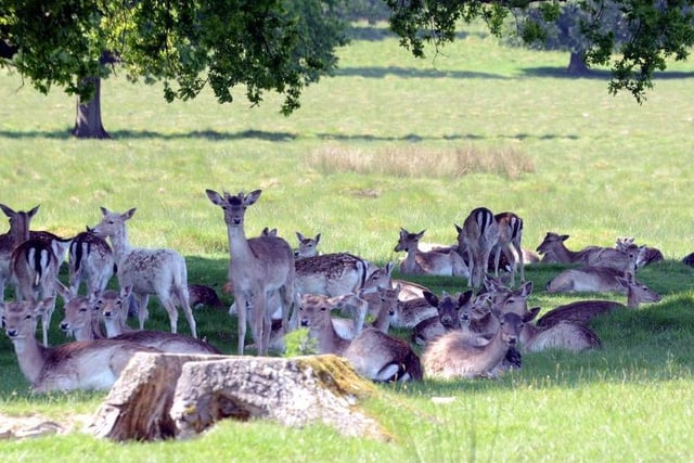 Owned by the National Trust. You have to pay to visit the house but Petworth Park is open for you to enjoy every day of the year. Picture: Kate Shemilt