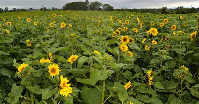 Portadown Farmer, Kenny Gilpin and his wife, Mary, have opened their fields of 170,000 sunflowers to the public. All proceeds from the event will go to the First Portadown Presbyterian Church Building Fund. The flowers cn be found at 14 Derryall Road, Portadown. INPT33-209.