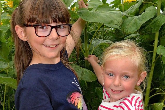Maisie Willis (7) and little sister Amelia (5) pictured in the sunflower field at Derryall Road, Portadown. INPT33-202.