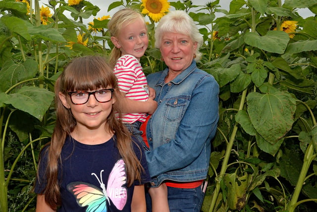 Maisie Willis (7) and little sister Amelia (5) pictured with Alicia Dickson in the sunflower field at Derryall Road, Portadown. INPT33-203.