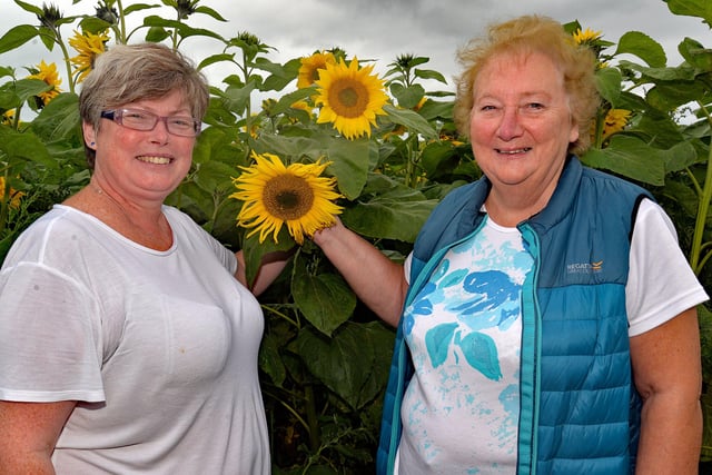 Susan Abraham, left, and Elizabeth Matthews from Lurgan pictured at the sunflower field in Portadown on Thursday afternoon. INPT33-205.