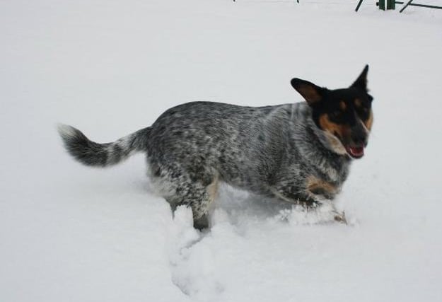 Scouth the dog enjoying the snow at Duneight motte and bailey during the Big Freeze of 2010. Picture: Darryl Armitage