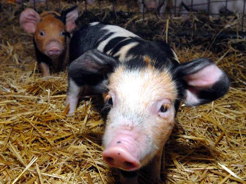 2008. Piggy in The Middle! This spotty piglet was born in January 2008 at White Post Farm.