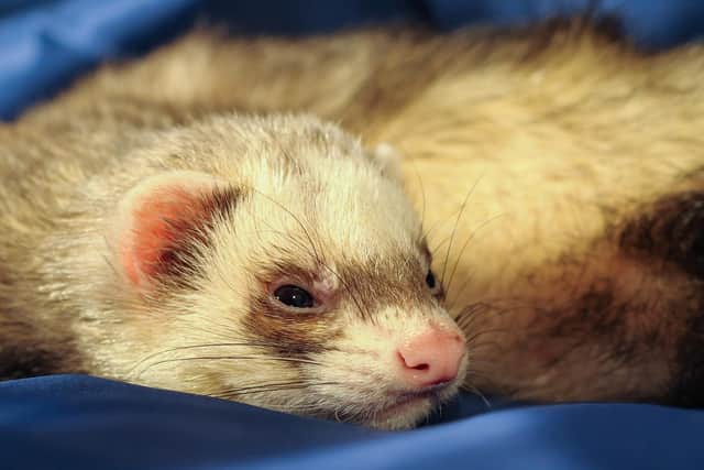 Marley’s Ferret Rescue and Rehoming takes in many unwanted, stray and mistreated ferrets every year.