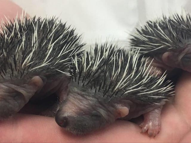 Hedgehog mums can get very stressed and in some cases may kill or eat her offspring if she is in distress. If you are aware of a nest in your garden, SSPCA advises you try to not continuously check it as this causes the mother a great deal of stress. Mr Gray added: “We have had a few casualties come in who have been injured by garden appliances such as strimmers and some whose nests have been disturbed. We would ask that people are careful when in their gardens and to check for wildlife in long grass, leaf litter and other areas before beginning any work."