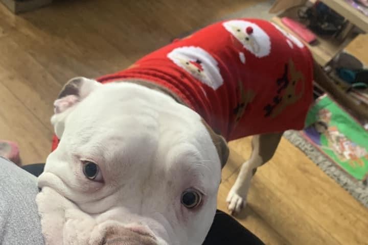 Rubble is sporting a Christmas jumper for the season.