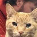 14-year-old Tigger is missing.