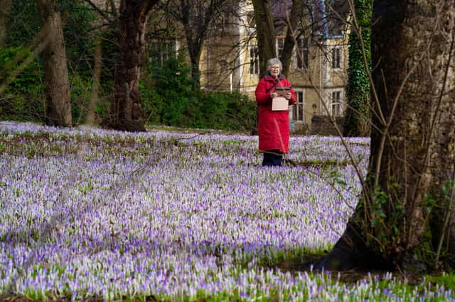 Marian Pateman of Chesterfield, photographs a carpet of crocuses in Holy Trinity Church grounds, Chesterfield.