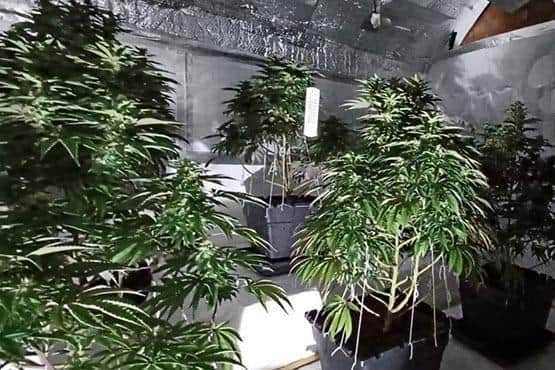 Police found 105 cannabis plants at the house. Photo: Nottinghamshire Police