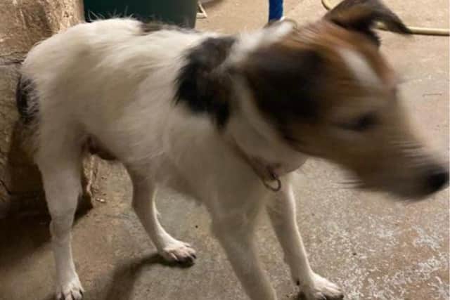 Lost dog looking for a home