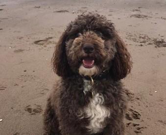 Dorothy shared this photo of her dog Coco enjoying the surroundings at Fraisthorpe Beach in East Yorkshire.