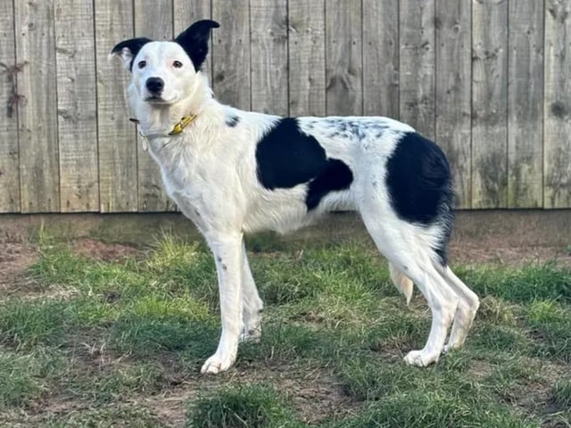 One-year-old Border Collie Wander is looking for a patient, adult-only family willing to take things at her pace and slowly help build her confidence in indoor and outdoorenvironments. Wander will need a hands-off approach to settling in and a family happy letting her come to them rather than initiating interaction. Wander needs to be the only pet in an adult-only home with access to a secure garden. See www.dogstrust.org.uk/rehoming/dogs/collie-border/3425715