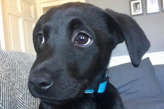 Black labrador Eva is 'clearly the most gorgeous puppy in Edinburgh', according to owners Jon and Colin
