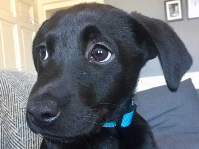 Black labrador Eva is 'clearly the most gorgeous puppy in Edinburgh', according to owners Jon and Colin