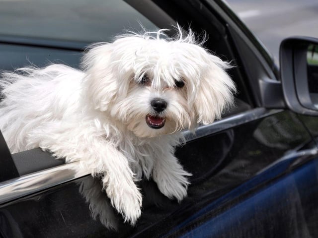 The Maltese is a mischievous and cheery dog that loves to be spoiled. Despite their small stature, they are fearless and can get into tight spots. No matter what trouble they find themselves in, they always respond with good humour and expect the same from you.