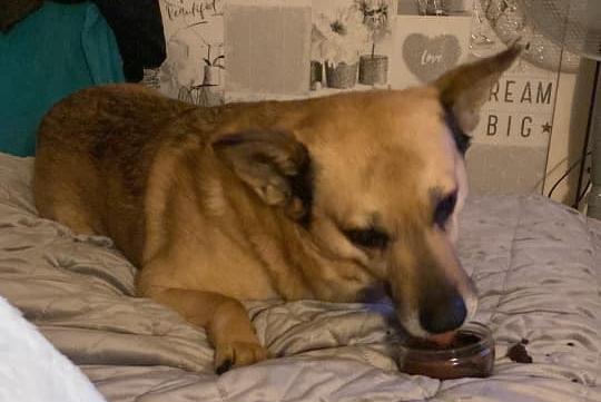 Here is Buddie a Romanian rescue dog.