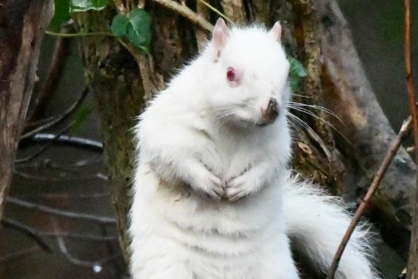 An eagle-eyed Scot has captured extraordinary photos of a pair of albino squirrels in Edinburgh.