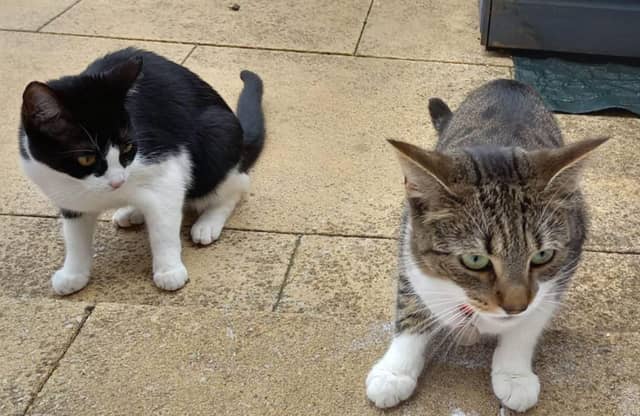 We love our cats in the UK - but which breeds are the most popular? Photo: National World