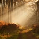 Woodland Light by Tracey Lightfoot
