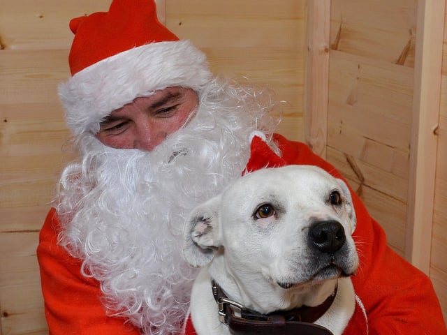 Santa Paws Dog Grotto at Mansfield Market in aid of Guide Dogs for the Blind Association, Tyson meets Santa