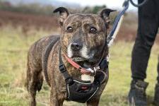 An eight year old Staffordshire Bull Terrier, Dolly is new to the sanctuary and carers are still getting to know her.