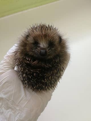 SSPCA is celebrating after its first batch of hoglets this year were born in June . This photo shows a three to four week old baby hedgehog being held up.