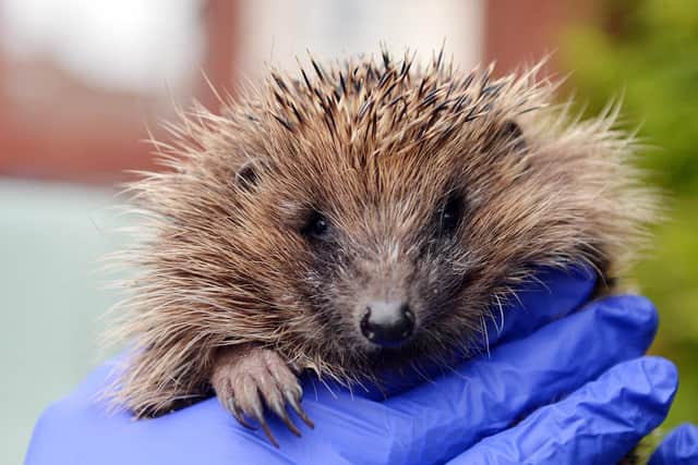 Mansfield wildlife centre - a family of hedgehogs rescued - plus Tawny owls. Cheryl Martin with an Hedgehog.