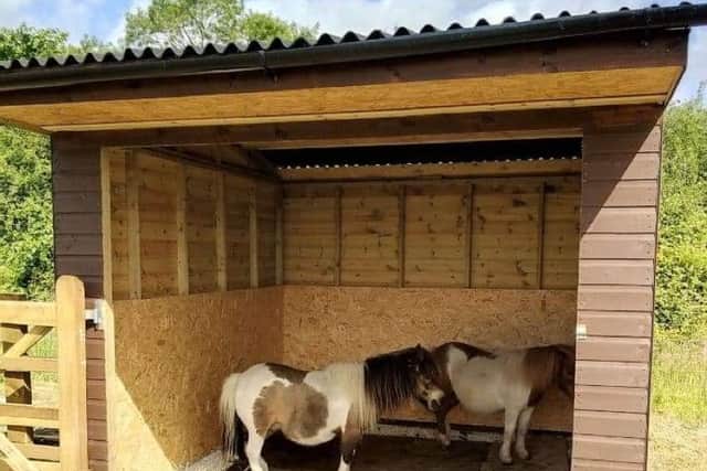 Gaynor's ponies share a small shelter.
