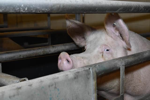 Sow in farrowing crate - UK pig investigation 2019. Picture: Compassion in World Farming