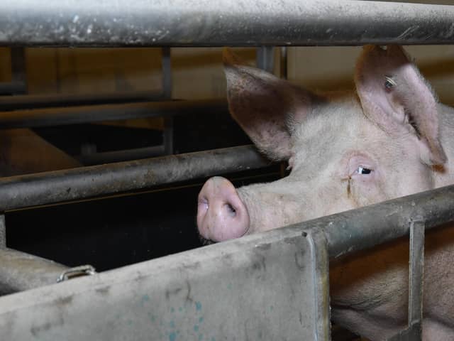 Sow in farrowing crate - UK pig investigation 2019. Picture: Compassion in World Farming