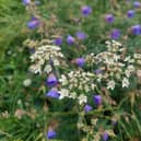 A wild patch for hedgehogs and wildlife.