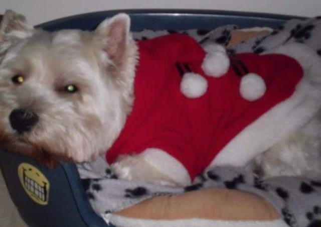 In the run up to Christmas 2020, our readers have shared their pets adorable festive costumes.