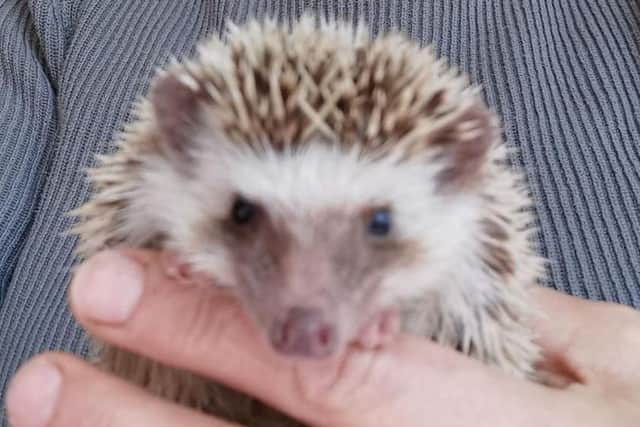 The African pygmy hedgehog found dumped in Mansfield.