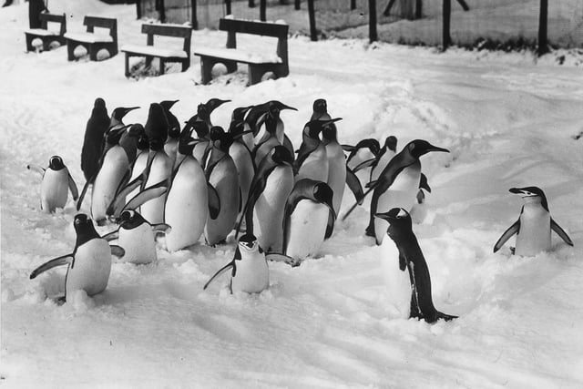 The penguins enjoying the snow at Edinburgh Zoo in 1950.