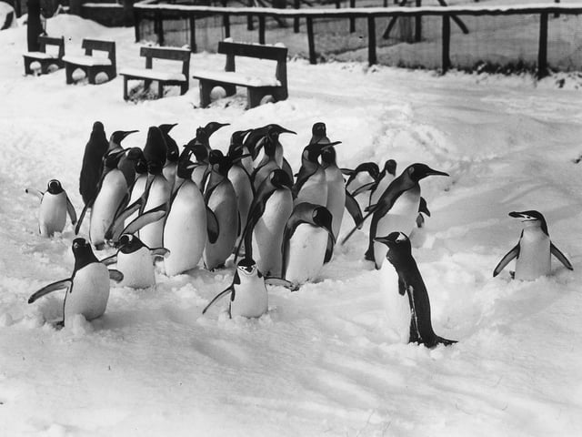 The penguins enjoying the snow at Edinburgh Zoo in 1950.