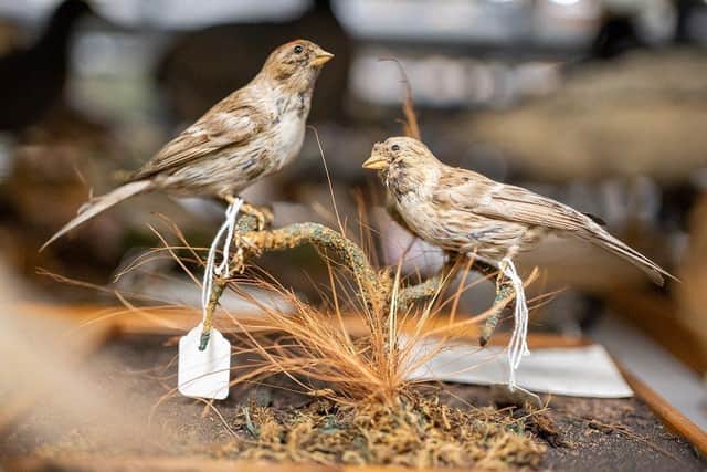 The birds will get a new lease of life in a permanent exhibition. Picture: Mansfield Council